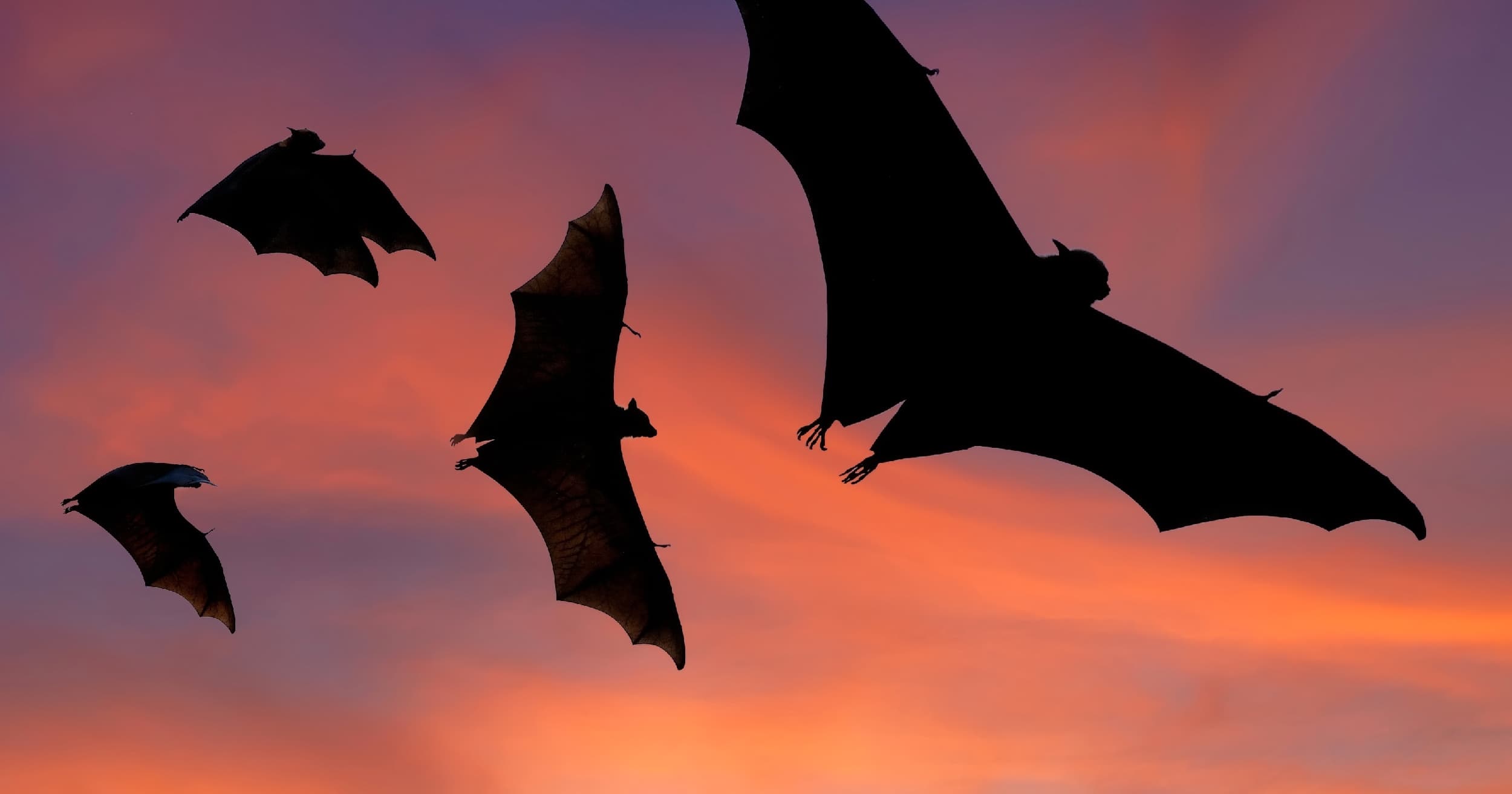 A group of bats with their wings spread while flying through the night sky.