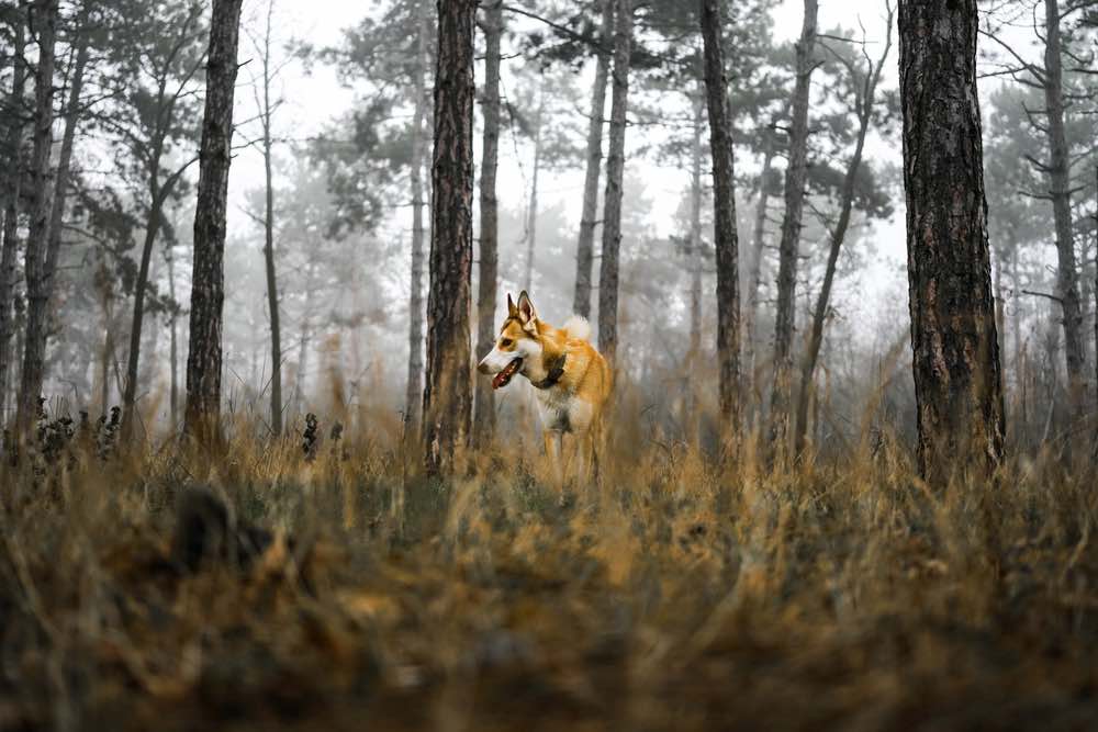 Norwegian-Lundehund-in-forest_Irine-and-Andrew_Shutterstock