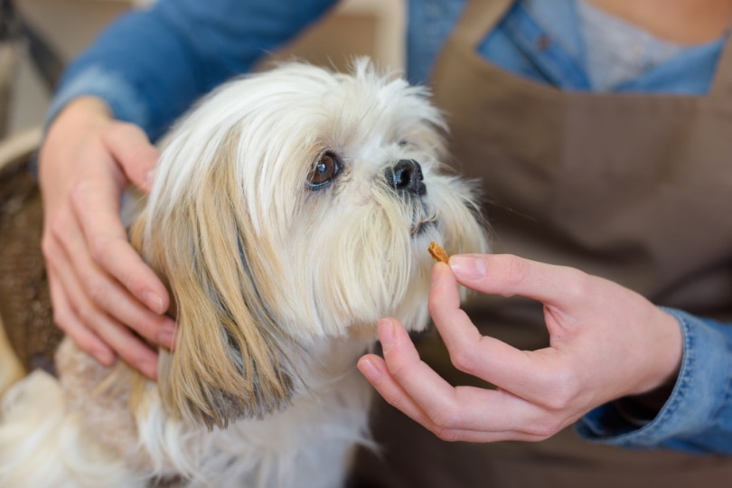 woman offering tablet to dog