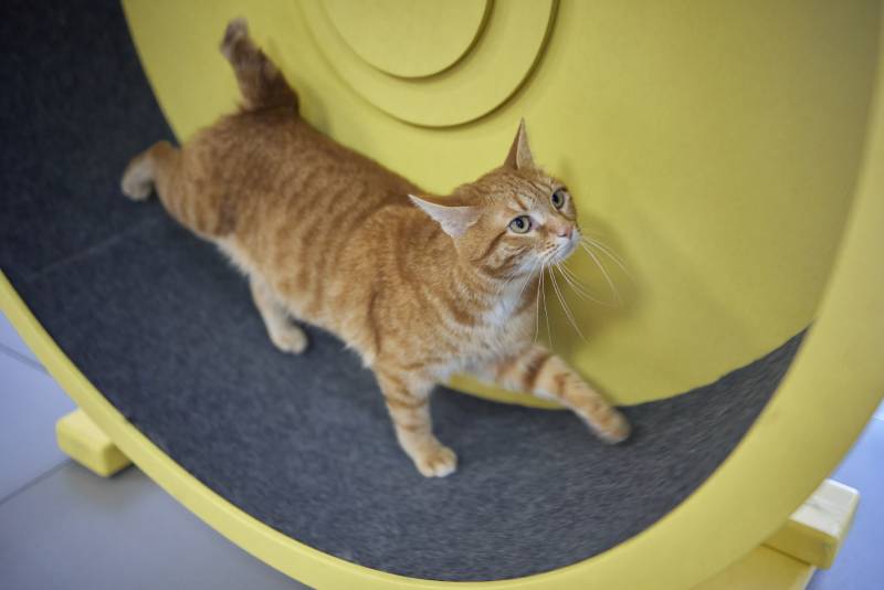 Smoky cat running on exercise wheel