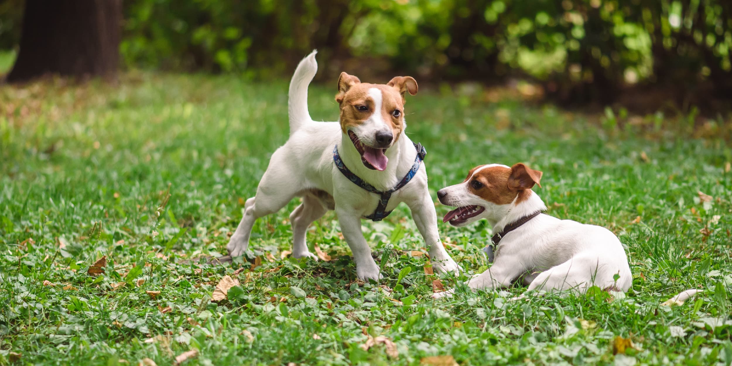 Two dogs playing together in the grass on a sunny day.