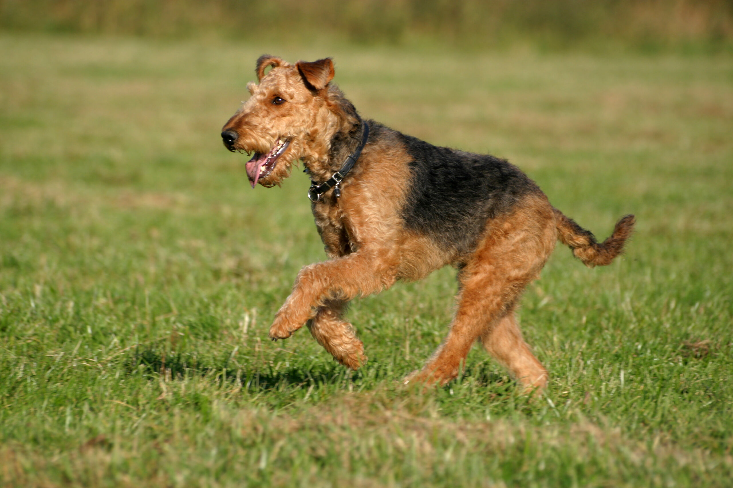 Airedale terrier