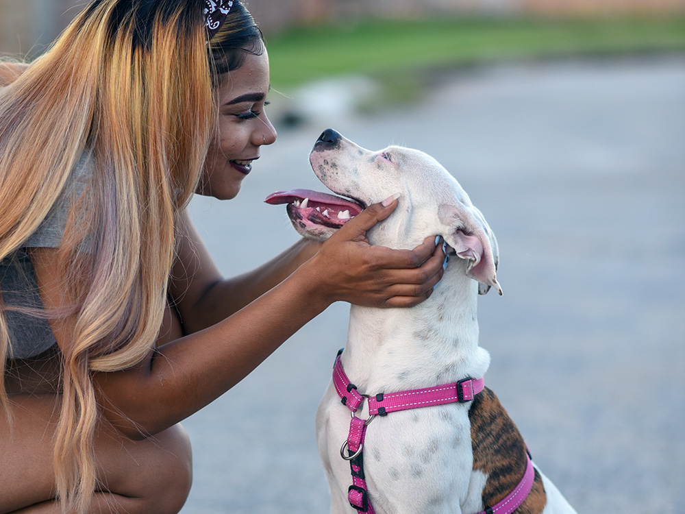 woman kissing white pit bull with pink harness