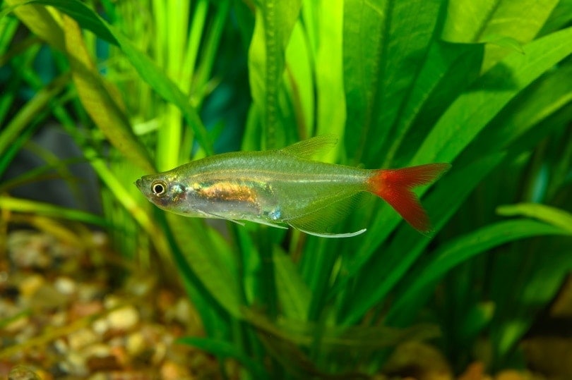 bloodfin tetra in aquarium