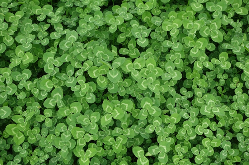 close up clover leaves in the park