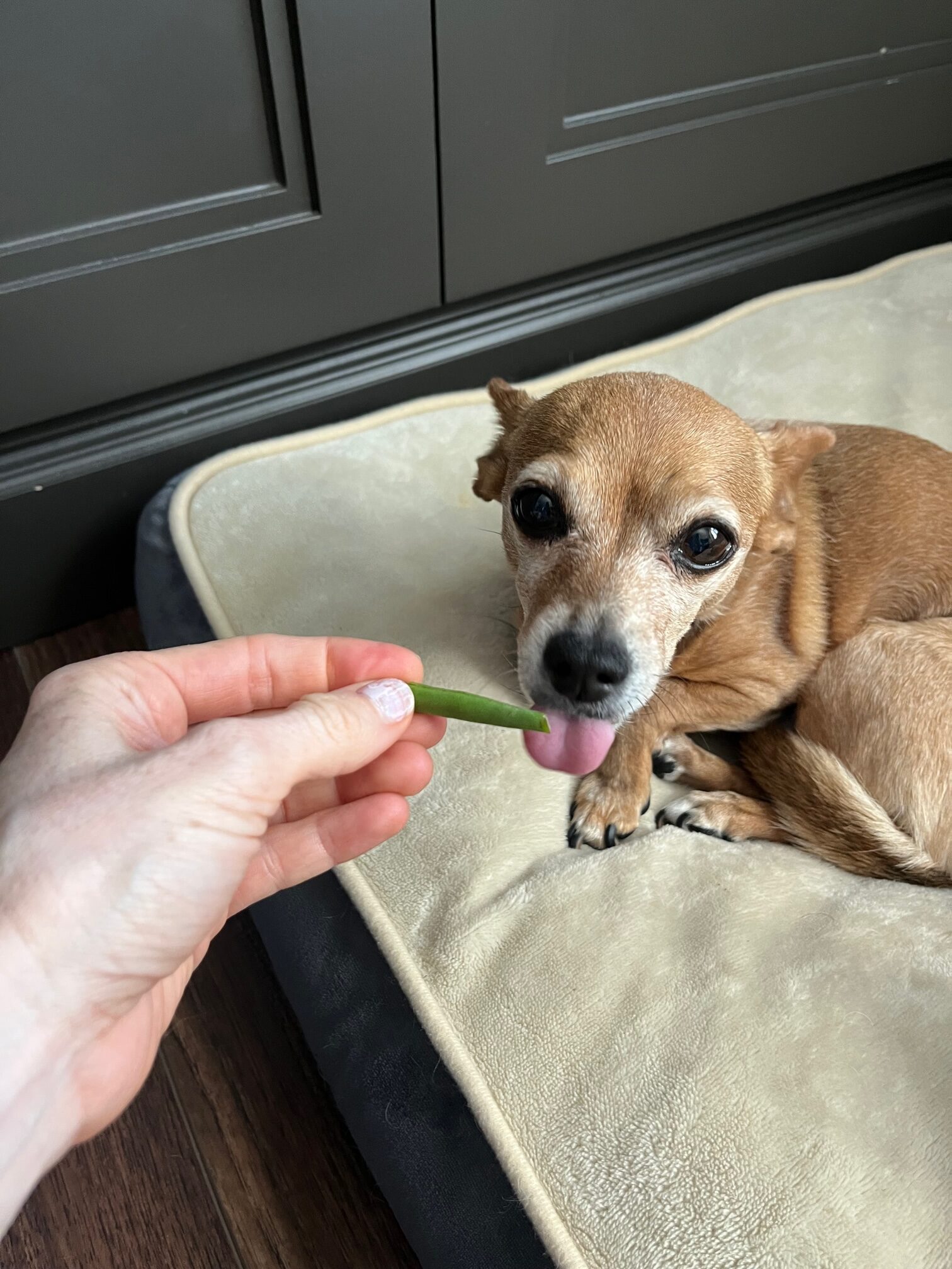 Can Dogs Eat Green Beans? – Dogster