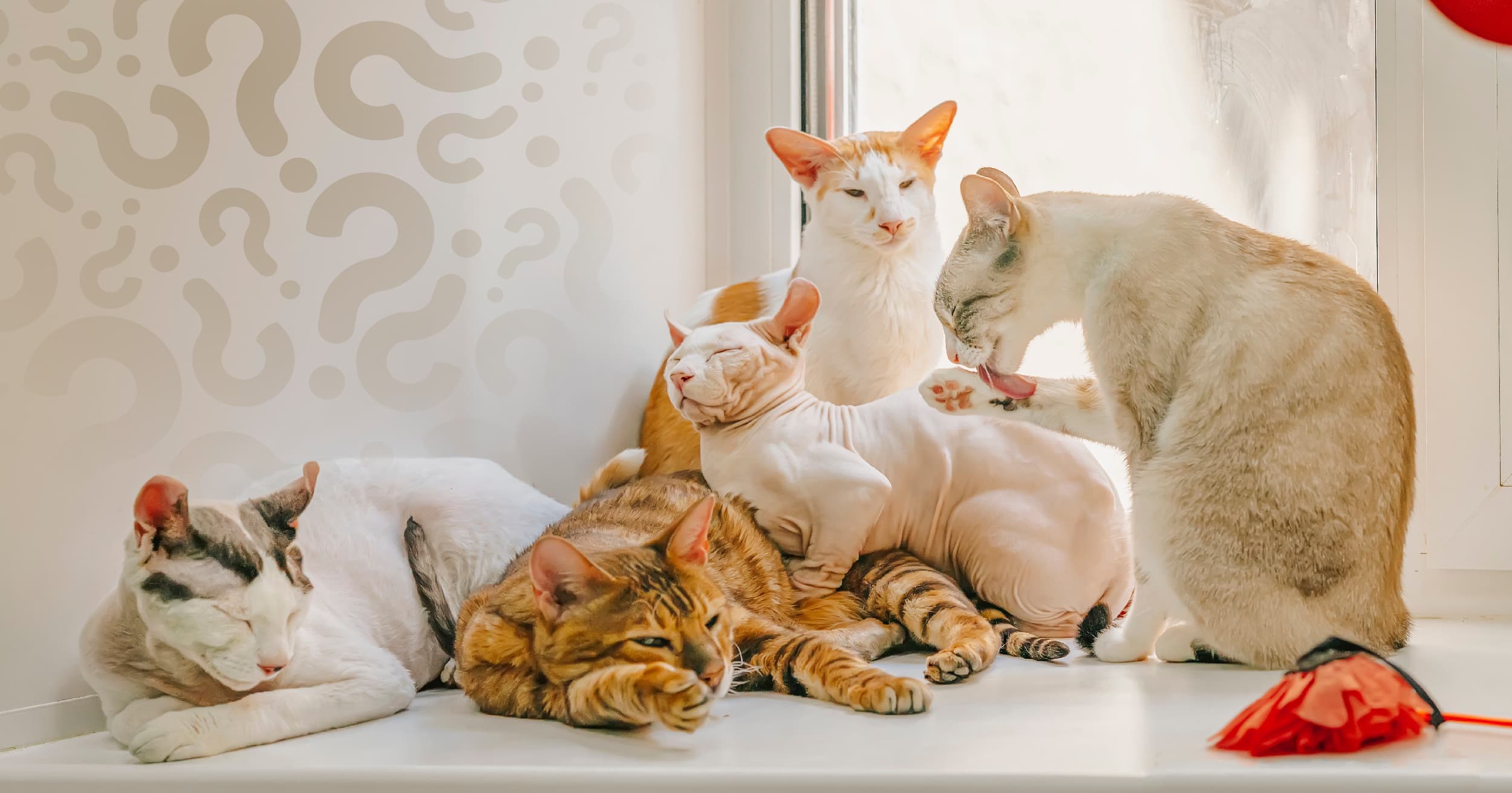 A group of different cat breeds lying together in a window sill.