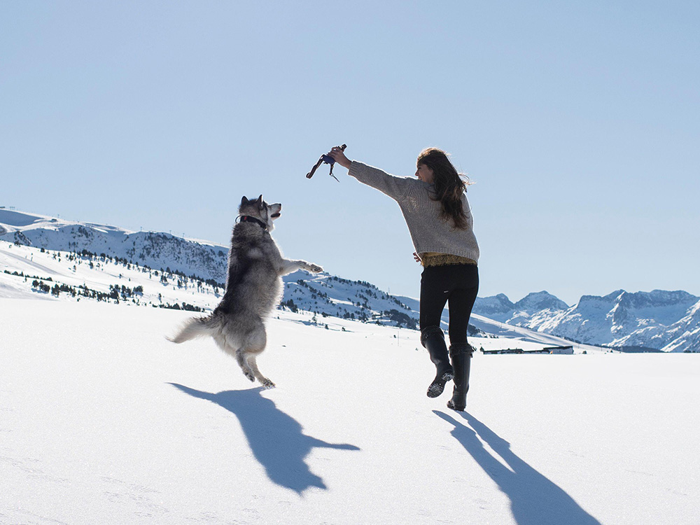 cold weather dog - husky loves cold