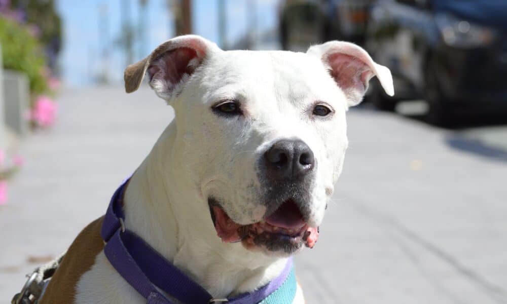 Cole The Deaf Dog Named ASCPA's Dog Of The Year