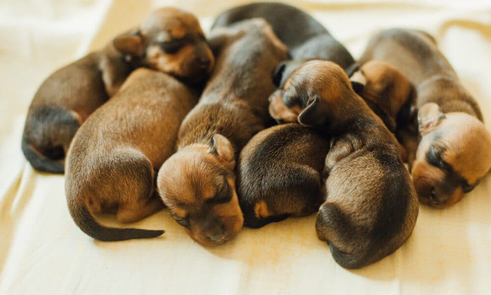 Dachshund Gives Birth To "Record-Breaking" Litter Of Puppies