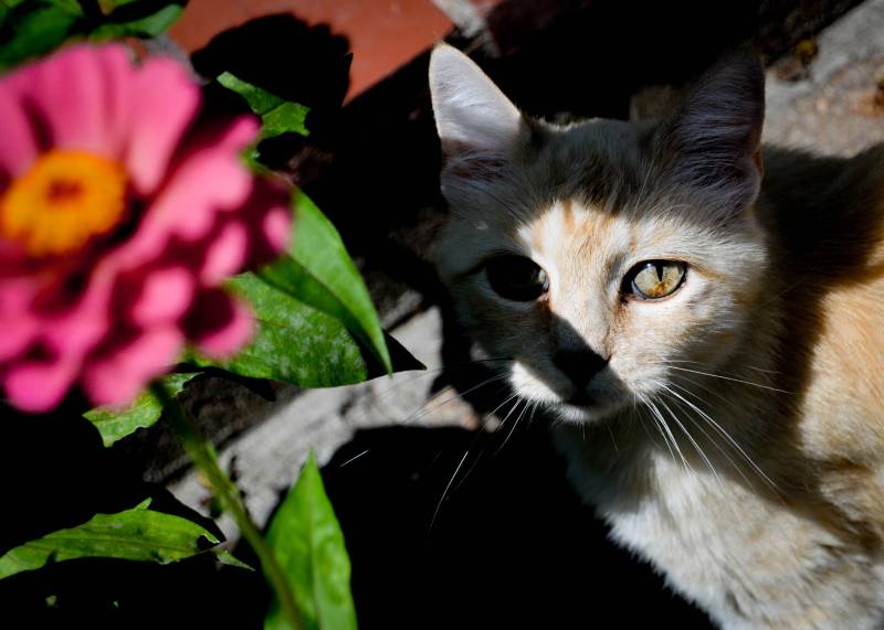 Hiding cat during solar Eclipse