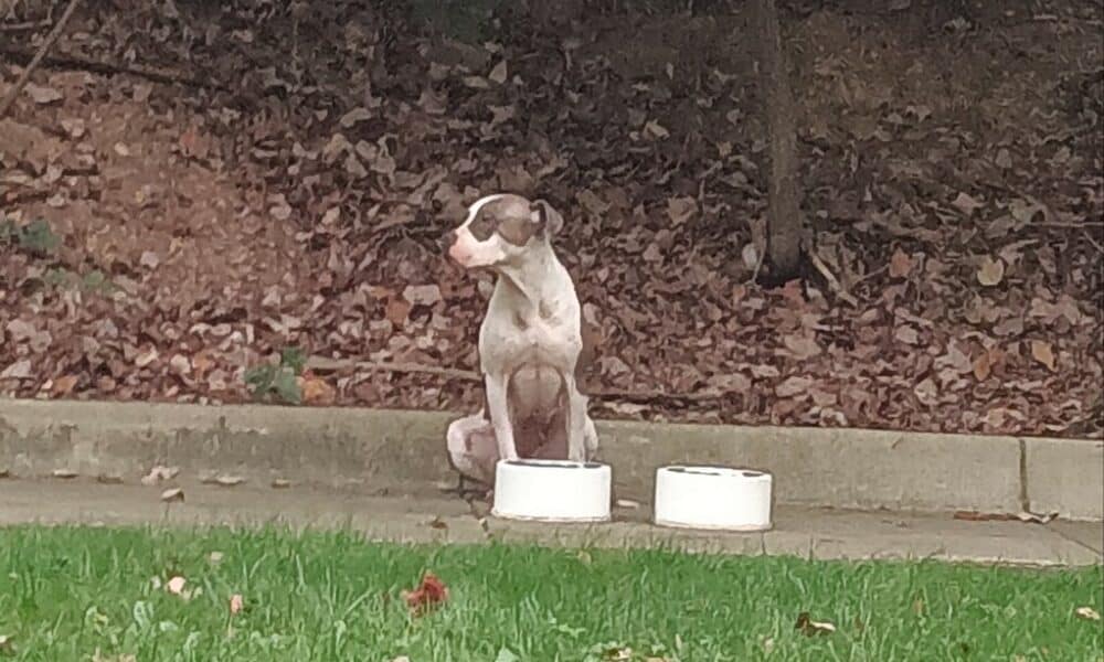 Dog Abandoned With Her Bowls Waiting Patiently For Owner Now In Foster Care