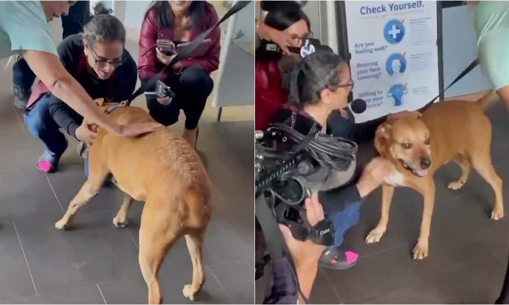 Dog Forcibly Taken In North Hollywood Gets Reunited With Owner