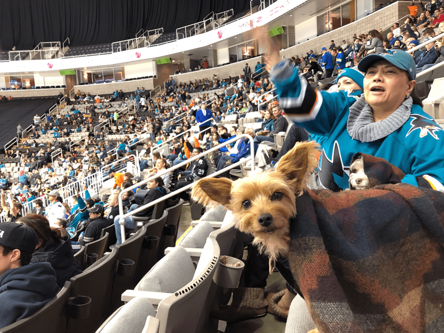 Dog Friendly Hockey Games 2017/2018 Season