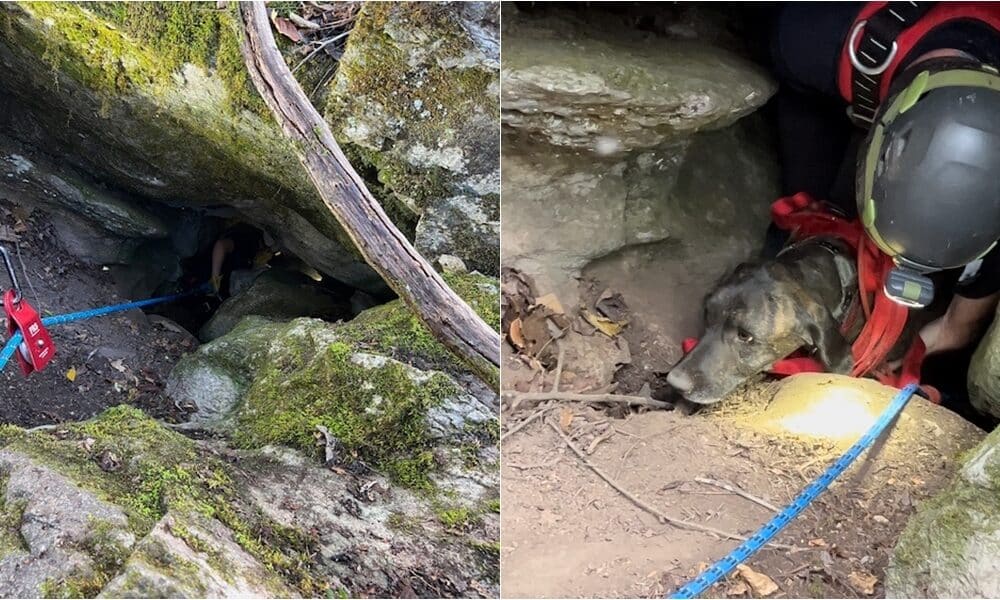 Dog Gets Rescued and Survives After Being Trapped For 3 Days In Cave With A Bear