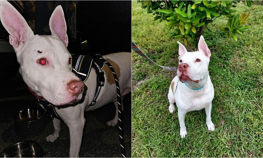 Dog Returned To Florida Shelter After Being Abandoned in Tennessee Finds Forever Home