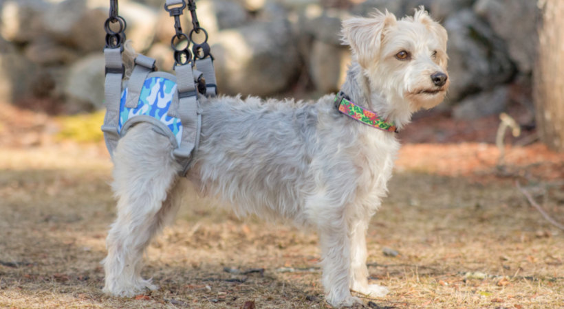 Small dog in a Warrior rear lift harness - side view