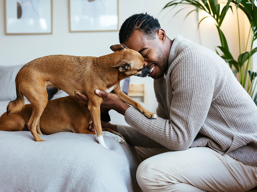 Man cuddles with two small dogs in apartment