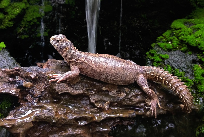 uromastyx aegyptia resting on rock