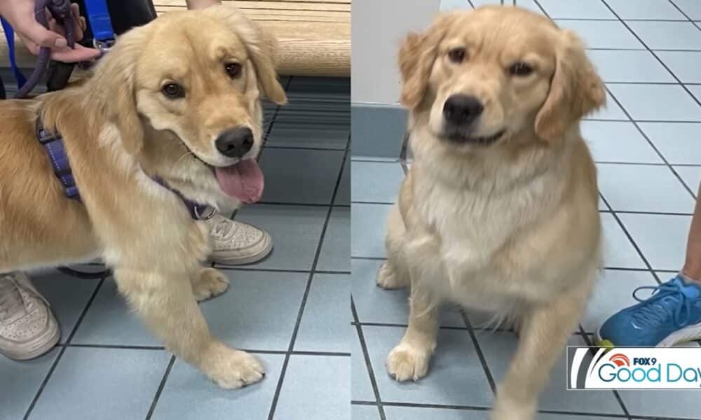 Family Takes Home The Wrong Dog From Doggy Daycare