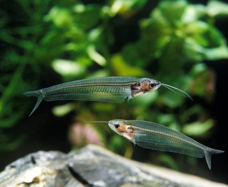 two glass catfish