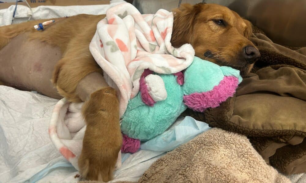 Golden Retriever In Need Of $400 Gets Help From Neighborhood Kids' Who Opened A Lemonade Stand For Him