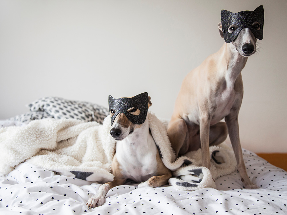 Two whippets wearing halloween costumes