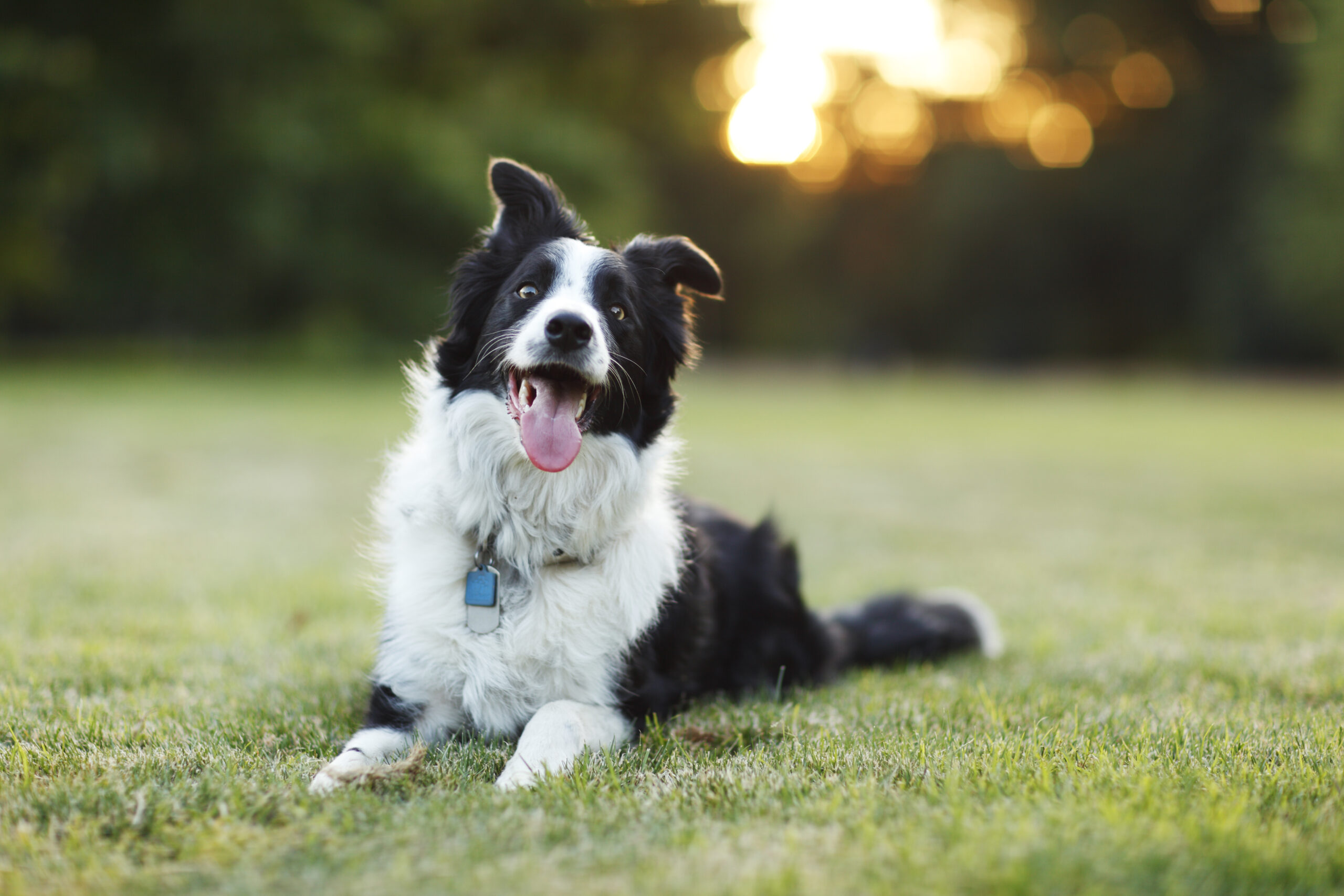 Happy border collie dog outdoors