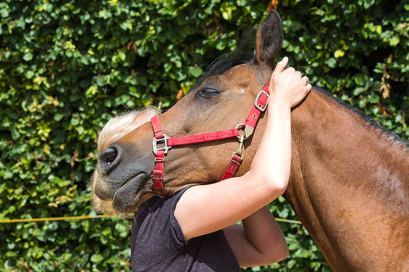 chiropractor giving physical therapy on horse