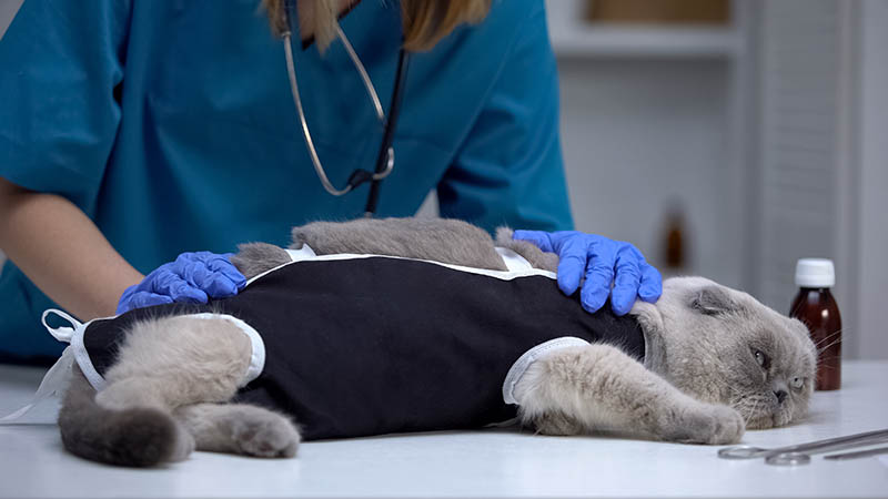 vet surgeon checking cat after spaying