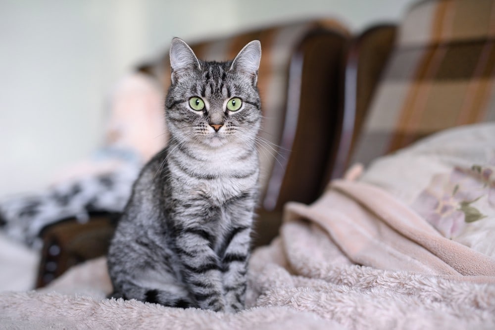 American Shorthair cat