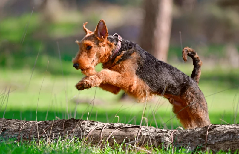 airedale terrier dog jumping over log outdoors