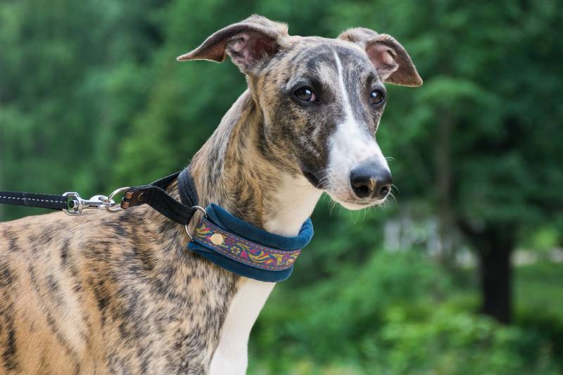 whippet dog in a park on nature against a trees background in a summer sunny day