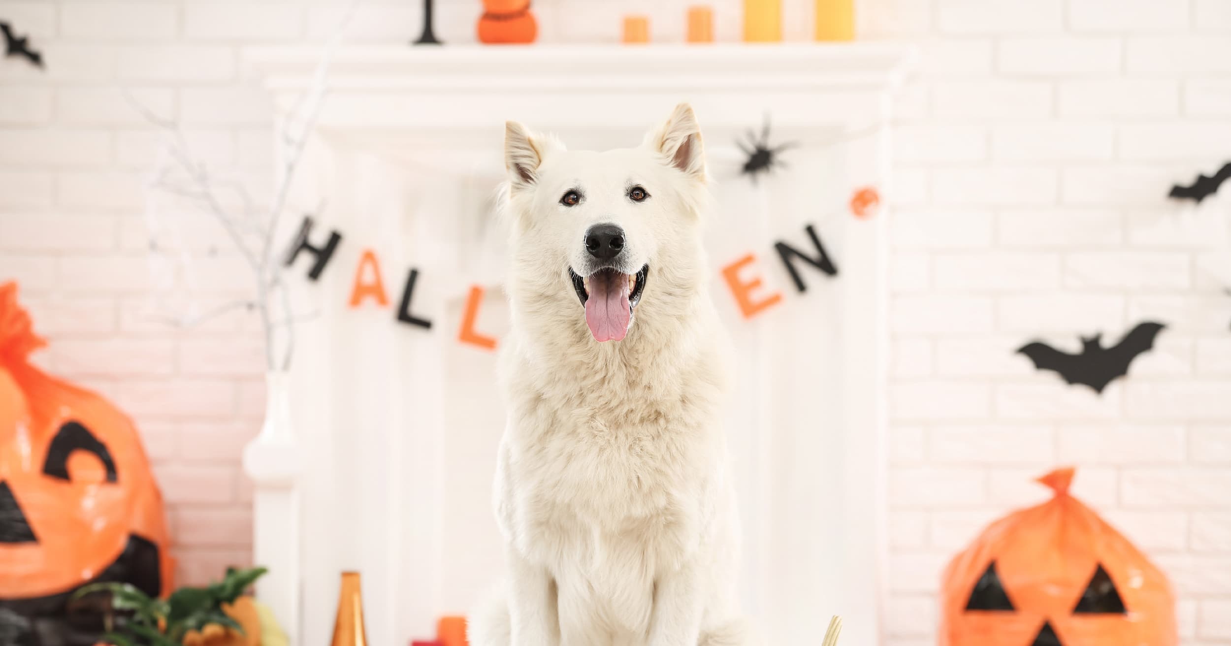 A white dog standing in front of a fireplace decorated for Halloween.