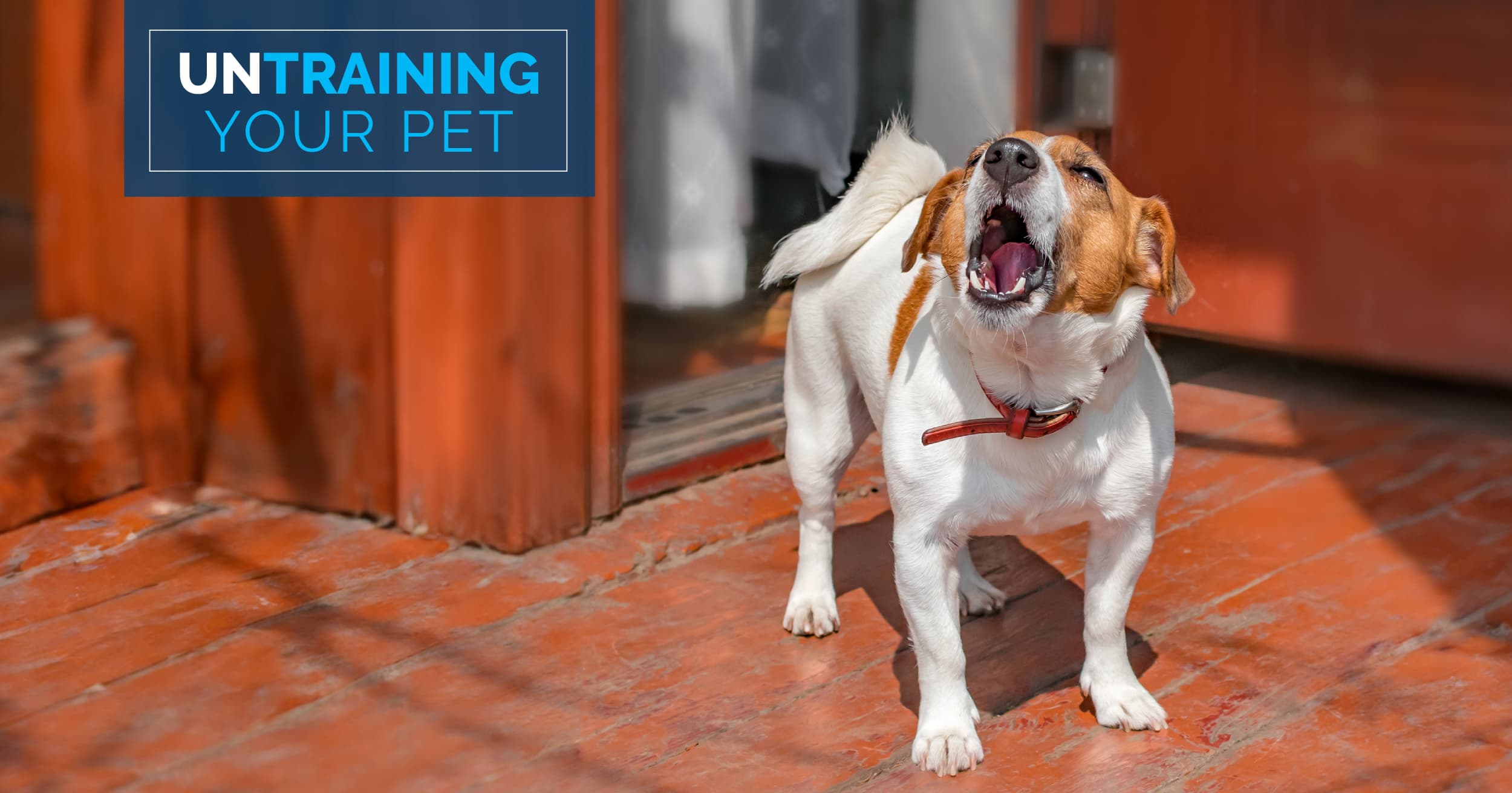 A small dog barking on a doorstep.