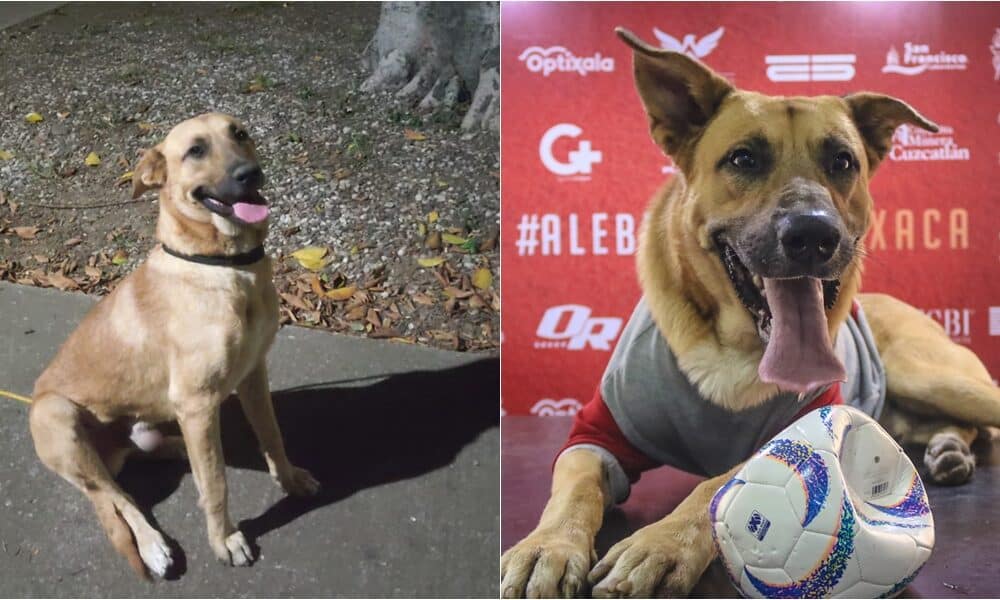 Mexican Soccer Team Adopts Dog That Invaded Pitch During A Match