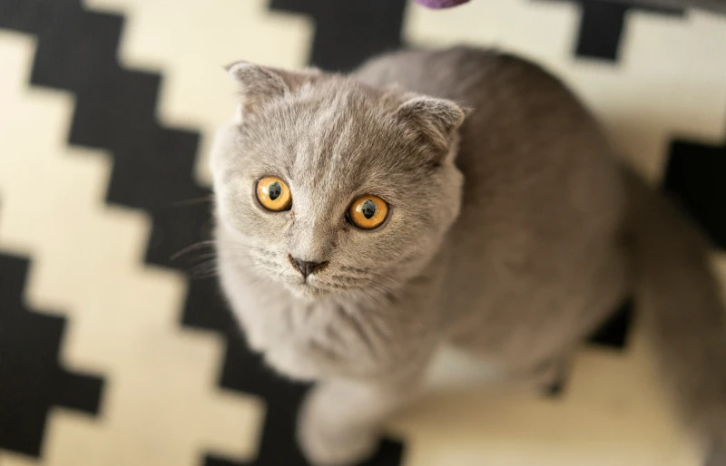 scottish fold british shorthair mixed breed cat kitten looking up