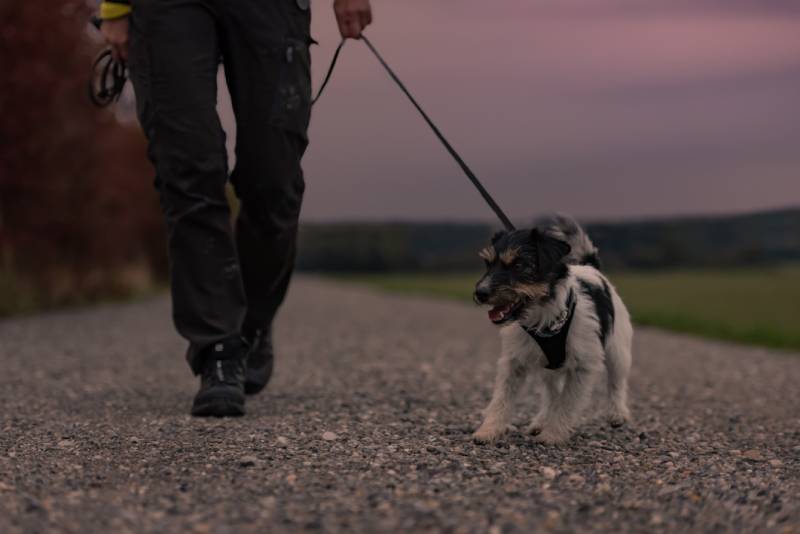 woman goes with a jack russell dog walking in the autumn at night