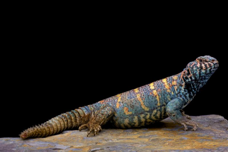 Ornate spiny-tailed lizard (Ornate Uromastyx)