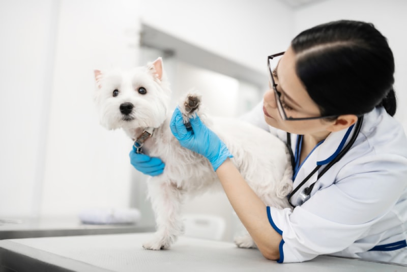 a female vet checking a small dog