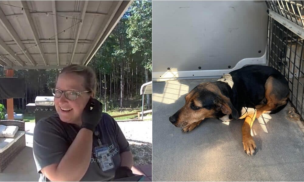 Postal Worker Saves Dog And Brings It To The Vet After Venomous Snake Bite