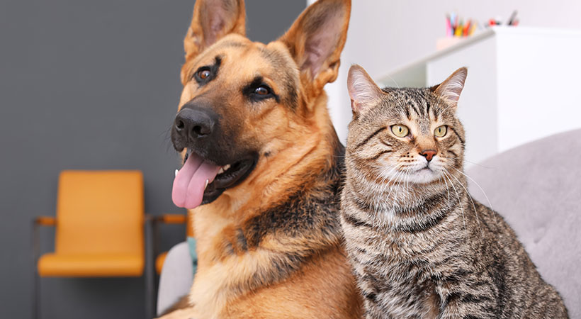 German Shepherd and cat rest on the couch