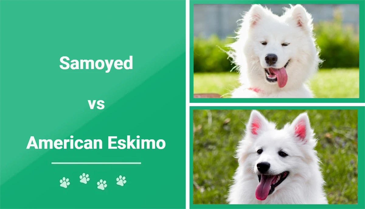 Samoyed vs American Eskimo - Featured Image