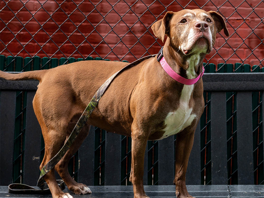 dog in kennel in NYC