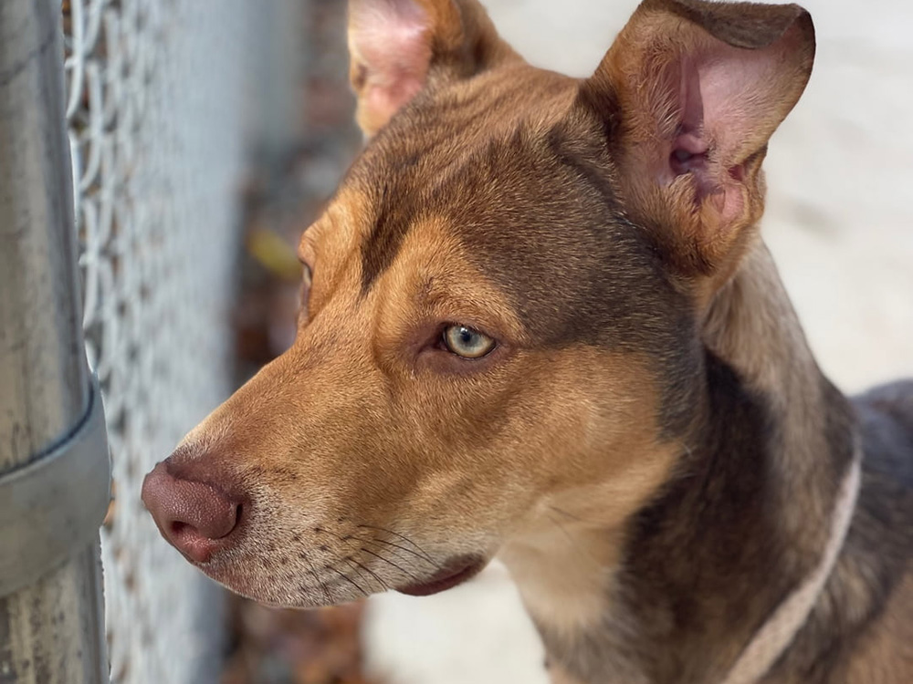 shelter dog stares out of fence