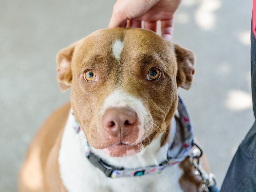 Pitbull at Oakland Animal Services