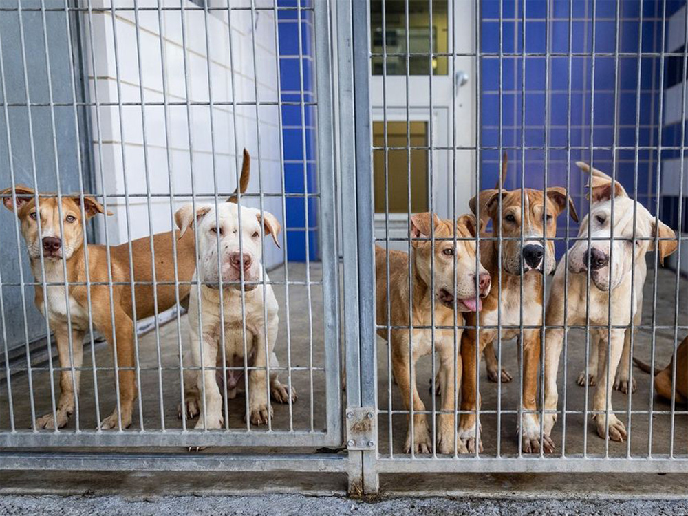 Five puppies in a shelter kennel in texas