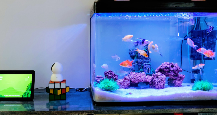 Starting Your First Aquarium