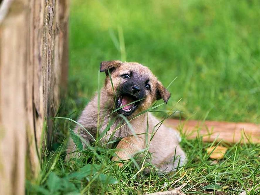 puppy getting into mischief in grass