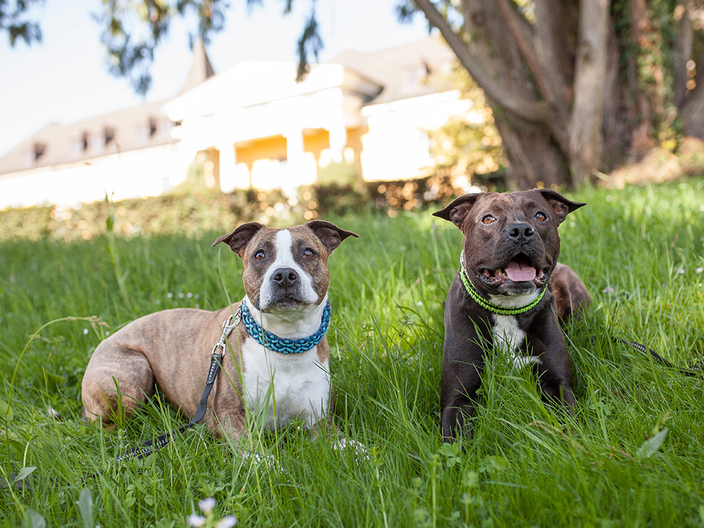 Two types of Pit Bull dogs sit in grass happily